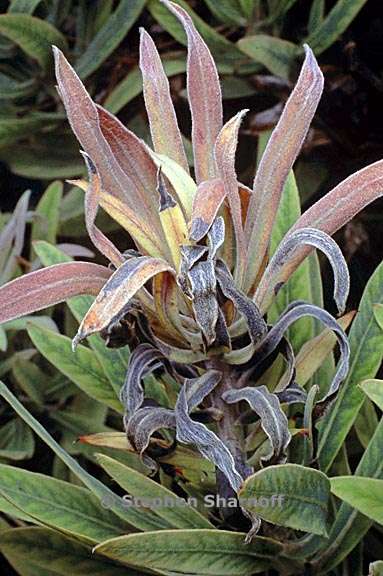 protea nerifolia 2 graphic